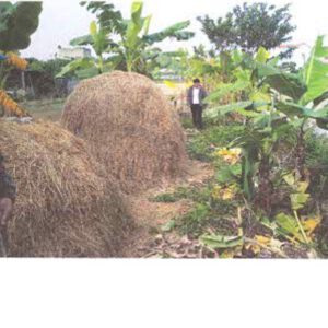 BĐS tại Thôn Nhân Vũ, xã Nguyễn Trãi, huyện Ân Thi, tỉnh Hưng Yên